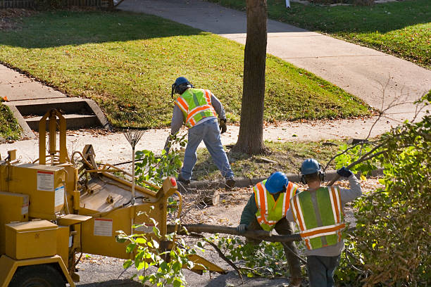 Best Tree Trimming Near Me  in Dayton, MN